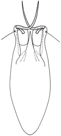 anfractus